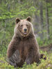 Brown Bear