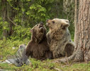 Cubs play Fighting