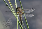 Four-spotted Chaser