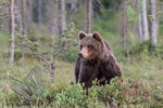 Brown Bear