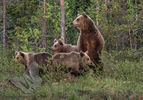 Bear Family