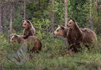 Mother & cubs