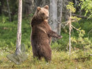 Young Bear checking for danger