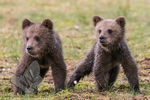 Youbg cubs