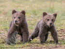 Young Cubs 2