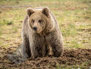Young Bear in the swamp