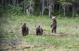 3 Baby Bears