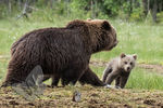Inquisitive cub