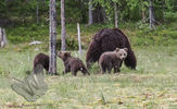 Mother and new cubs
