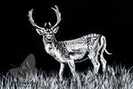 Fallow Deer