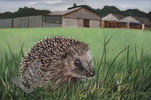 Hedgehog
