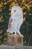 Barn Owl