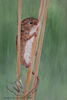 Harvest Mouse