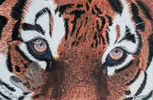 Tiger Eyes