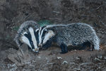 Badger Cubs