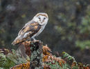 Barn Owl