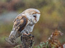 Barn Owl in the rain
