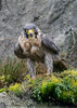 Peregrin Falcon