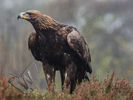 Golden Eagle in the Rain