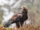 Golen Eagle in the Heather