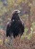 Golden Eagle with Autumn Colours