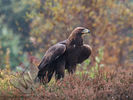 Golden Eagle