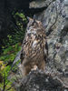 Eagle Owl on The Rocks