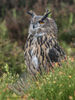 Eagle Owl