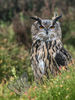 Eagle Owl in the rain