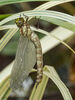 Southern Hawker Dragonfly emerging