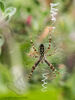 Wasp Spider