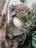 Violet the Southern Koala