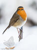 Robin
