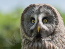Great Grey Owl