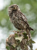 Little Owl