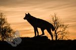 Wolf at Sunset