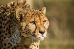 Cheetah