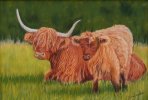 Highland Cow and Calf
