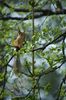 Red Squirrel