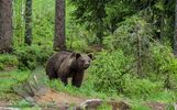 Brown Bear