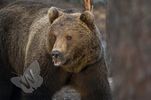 Brown Bear