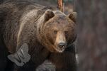 Brown Bear