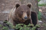 Brown Bear