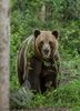 Brown Bear