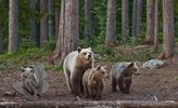 Mother with Cubs