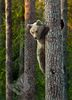 Brown Bear Cub