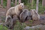 Mother with Cubs