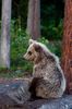 Brown Bear Cub