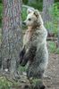 Brown Bear Cub