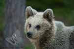 Brown Bear Cub